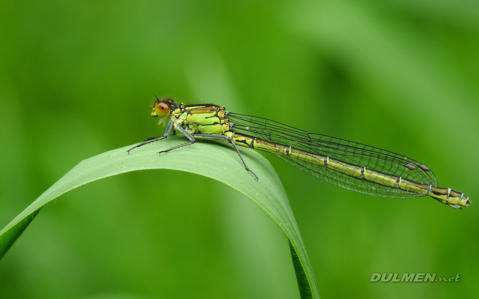 Red-eyed Damselfly (Female, Erythromma najas)